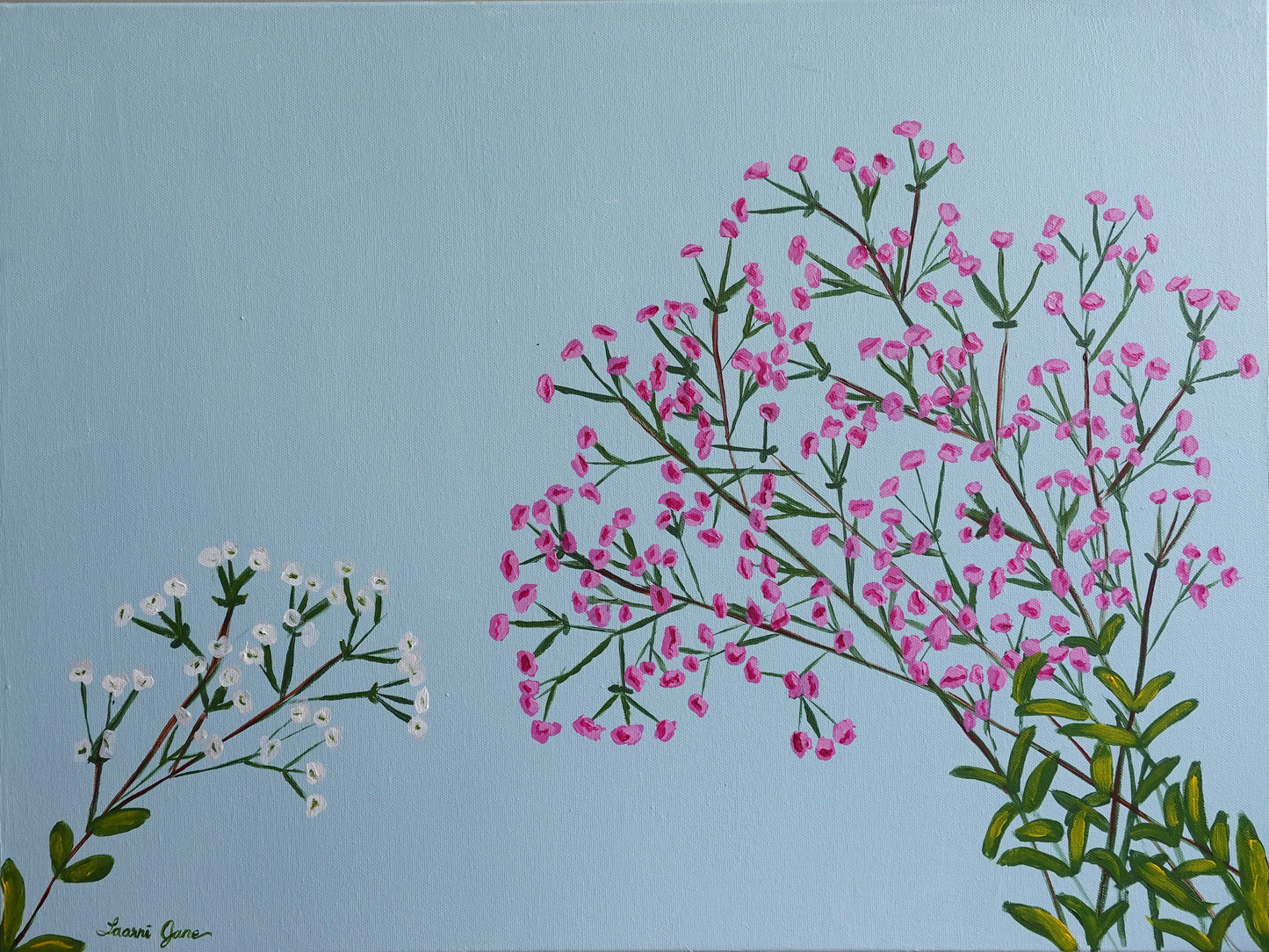 Baby's Breath