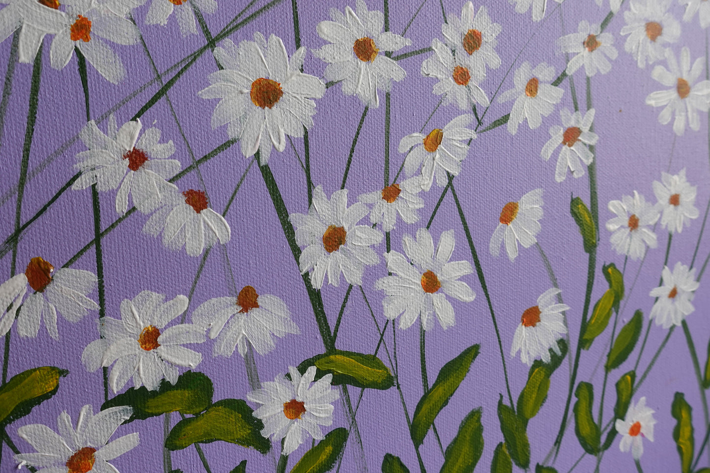 White Daisies