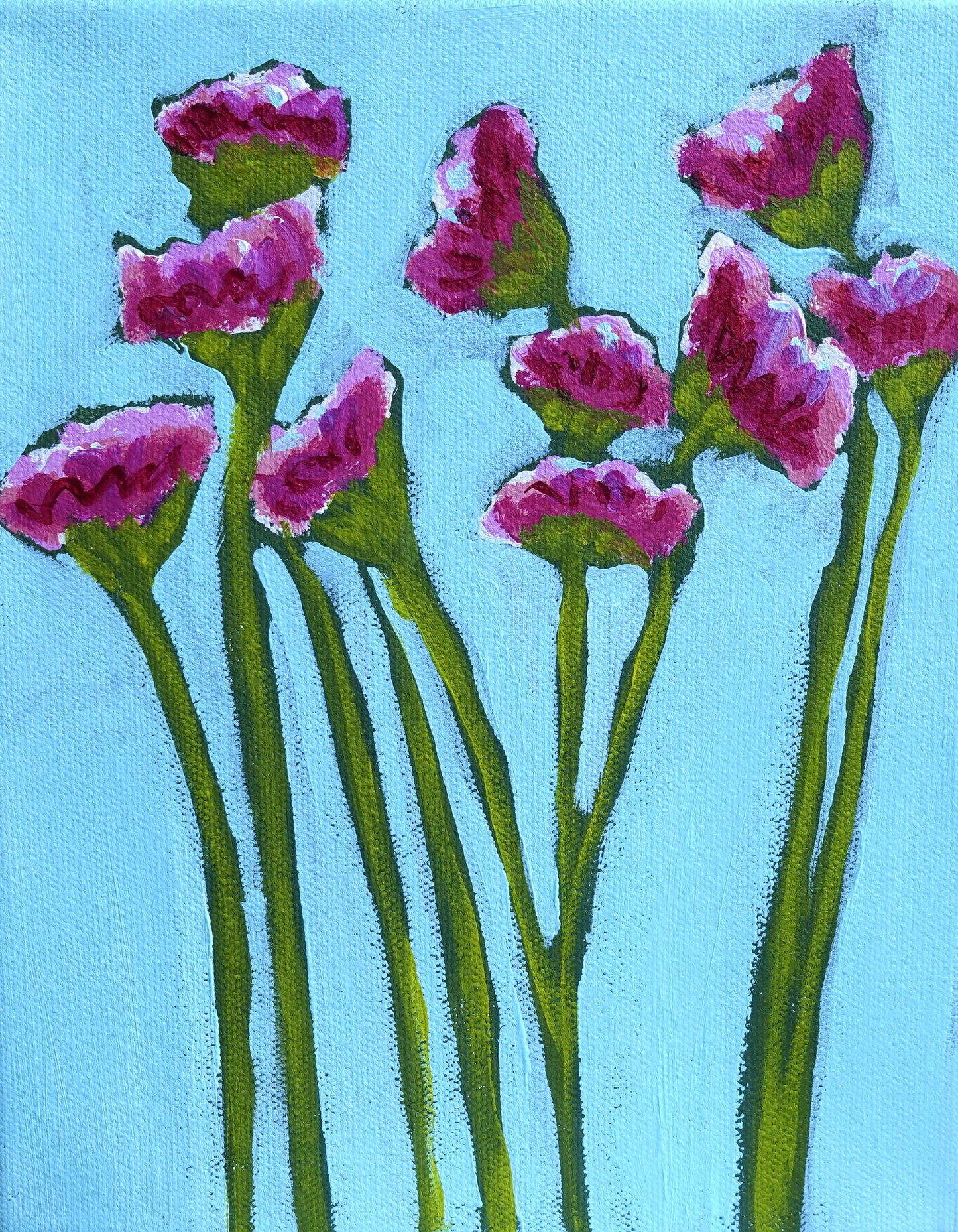 "Pink Statice"