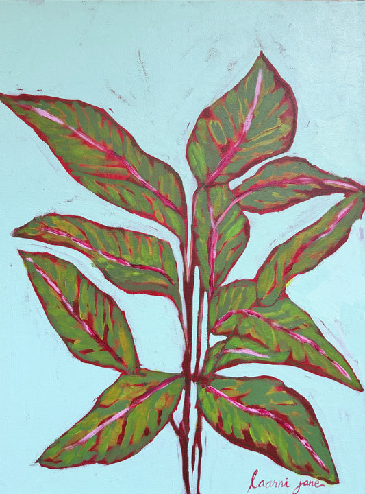Red Chinese Evergreen